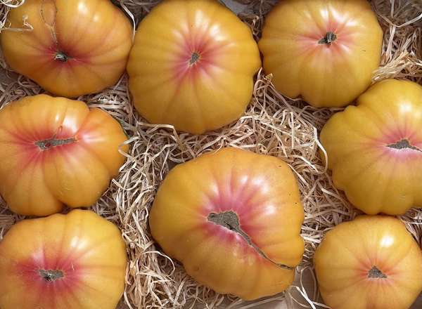 Tomato Heirloom Yellow (700g)