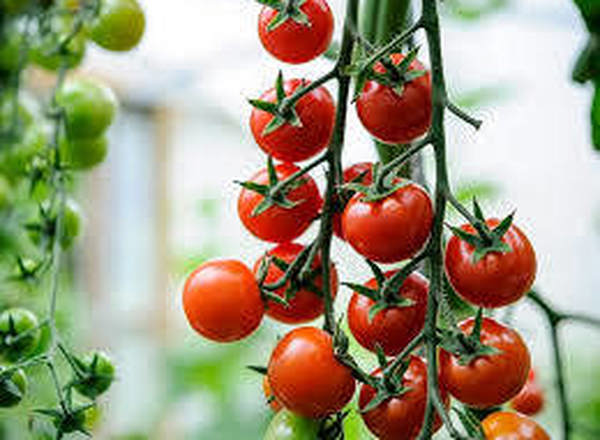 Cherry Tomatoes (1lb)