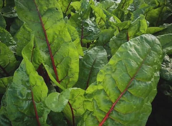 Chard