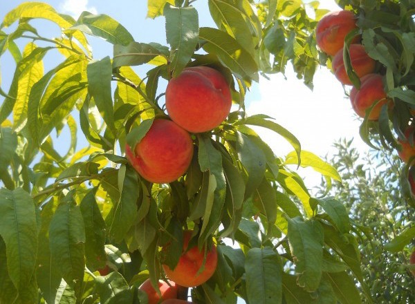 Glohaven Peach Tree