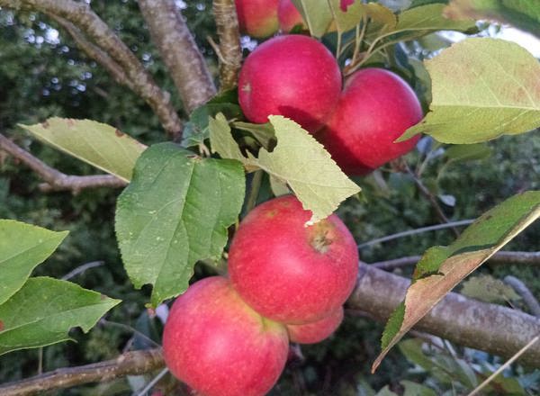 Discovery Apples