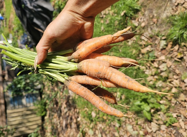 Carrot bunch baby