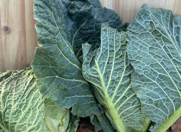 Cabbage, Green - Individual- Organic