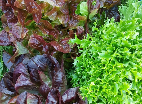 Mixed Lettuce Leaves