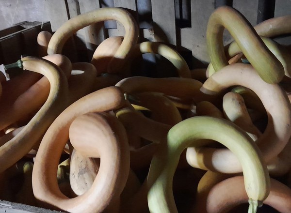 squash - Butternut Trombone