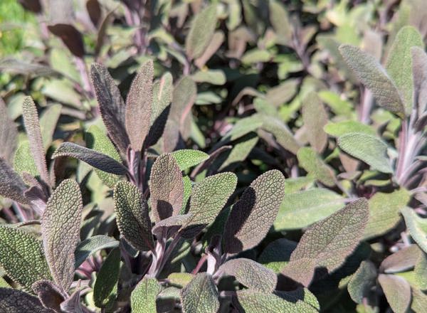 Purple Sage 20g