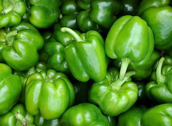 Pepper - Green Bell (Spain)