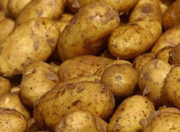 Potato: Marfona