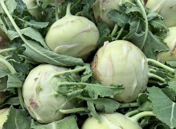 Kohl Rabi - Green (Lancashire, UK)