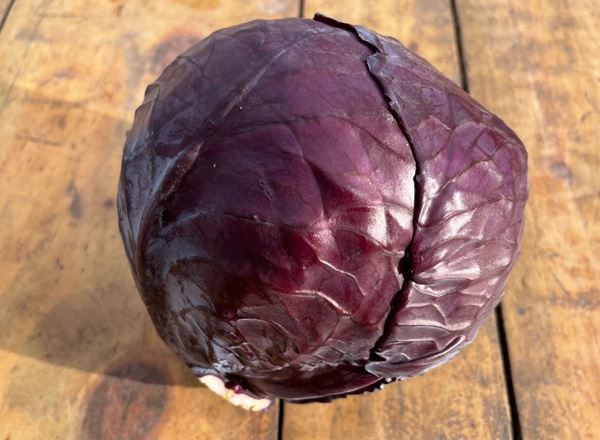 Cabbage - Red
