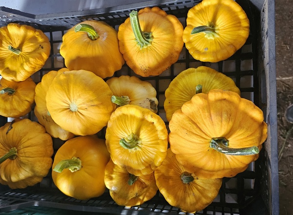 Patty Pan Squash
