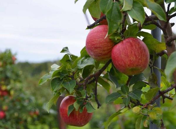 Royal Courtland Apple Tree