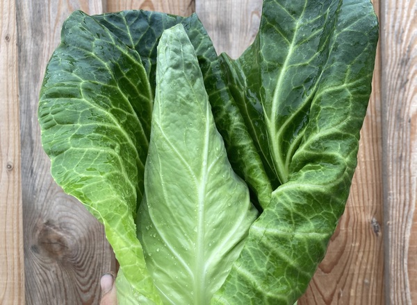 Cabbage - Pointed