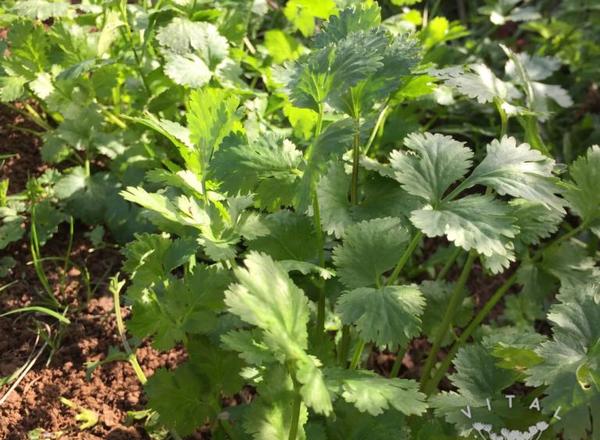 Coriander (Filtro)