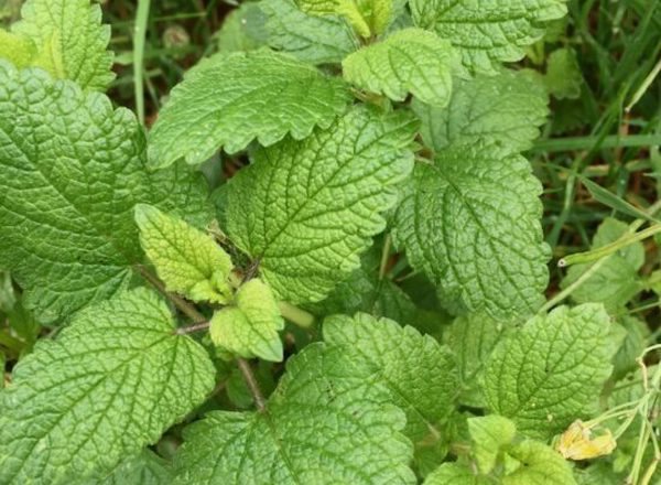 Herbs - Lemon Balm fresh