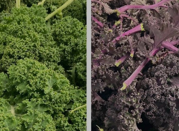 Kale (Mixed Green & Purple)