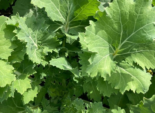 Kale (Mixed Green & Purple)