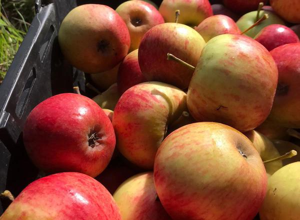Apples - Elstar