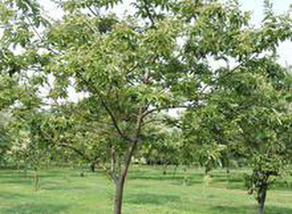 Chinese Chestnut Seedling