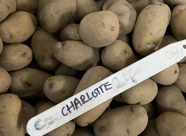 Seed Potato Charlotte