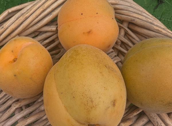 Apricots 250g (Own Grown)