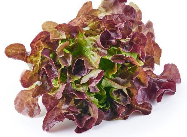 Lettuce - Red Oakleaf Organic UK