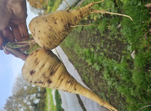 Parsnips