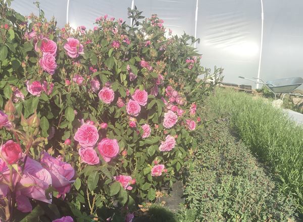 Rose bunch