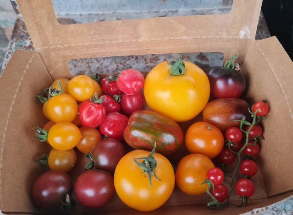 Rebel Farmer Tomato Revolution