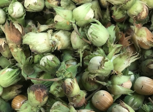 Hazelnuts