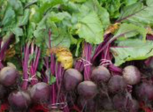 vBeetroot Bunched