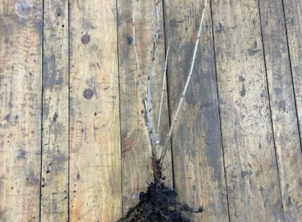 Blackcurrant Plant bare-root