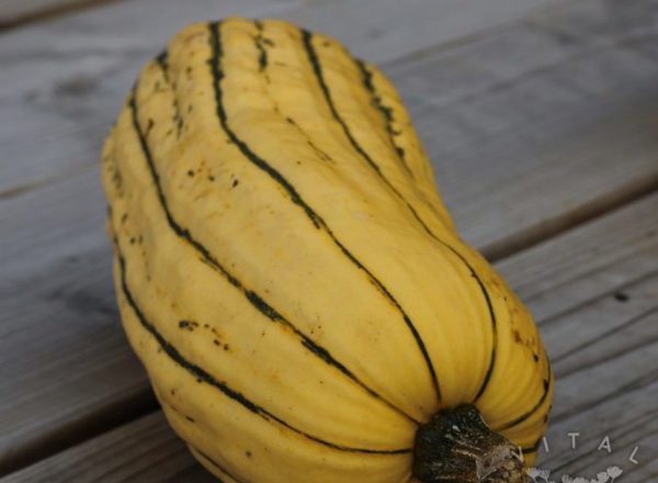 Squash Delicata