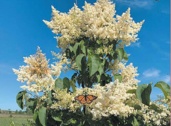 Lilac - Trees