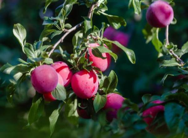 Plum, Victoria