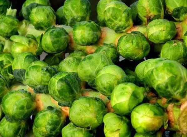 Brussel Sprouts