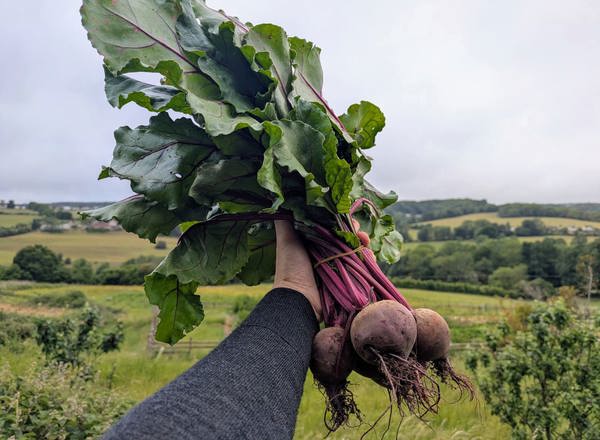 Beetroot bunch