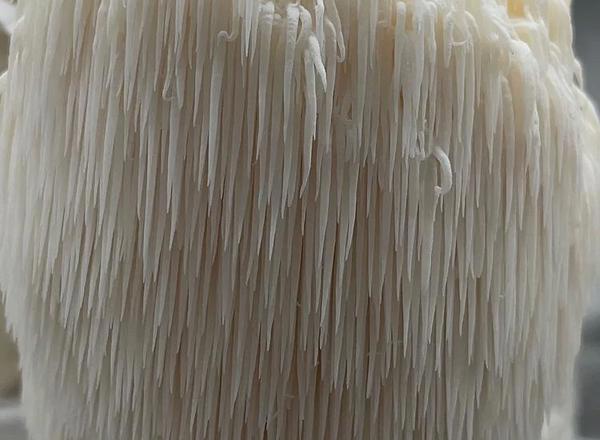 Fresh Lion's Mane Mushrooms