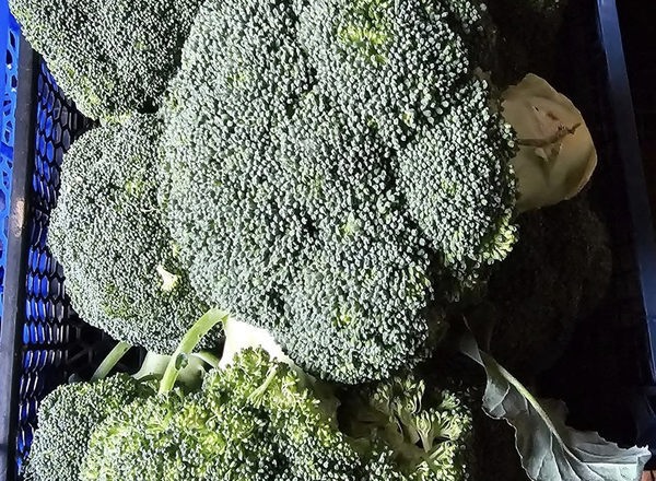 Broccoli head