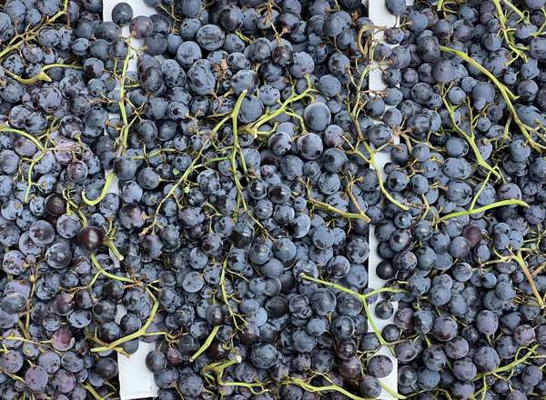 Organic Grapes Black Prima (500g)