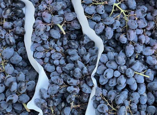 Organic Grapes Black Muscat (500g)