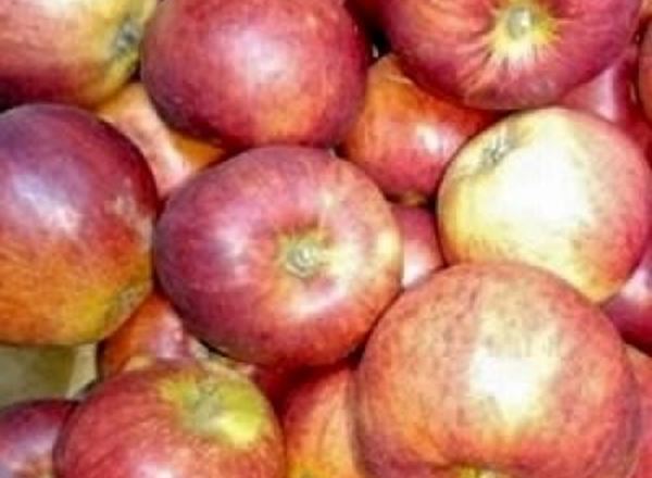 Apples - Eating Organic