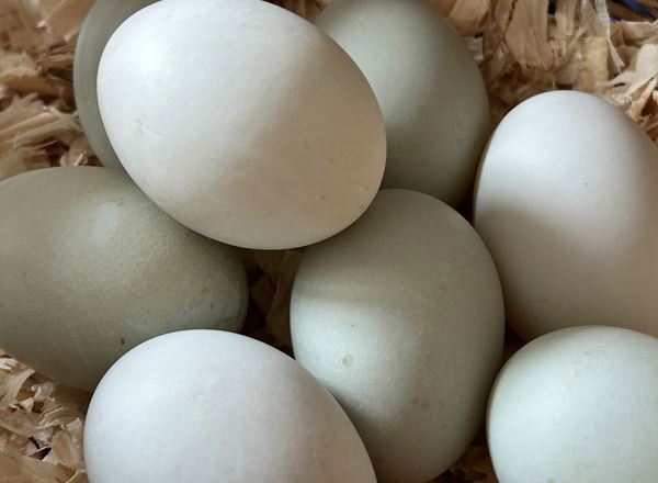 Fresh Duck Eggs Half Dozen (6)