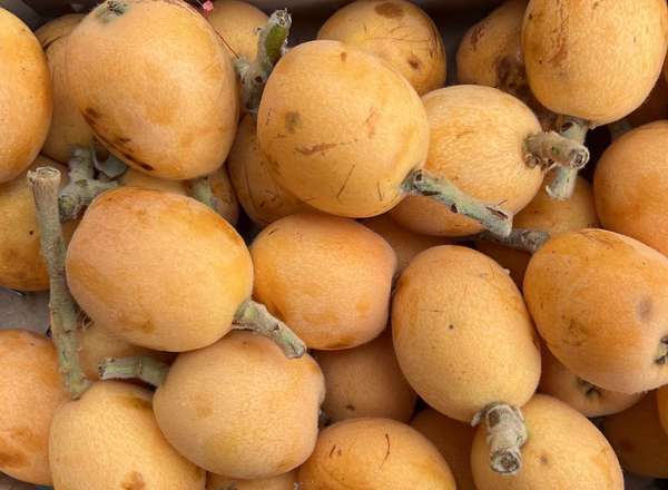 Organic Loquat (Japanese Medlar)