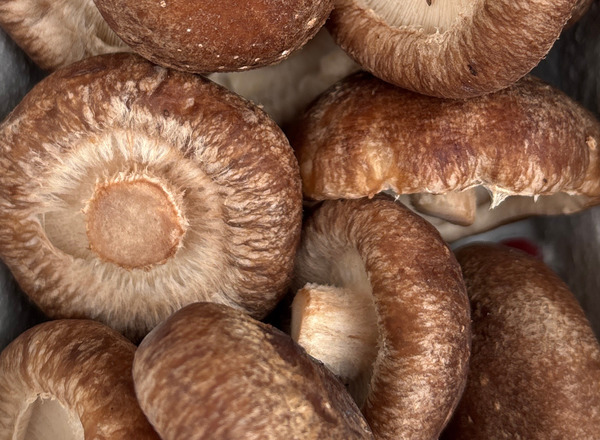 Glasgow Mushroom Company: Shiitake