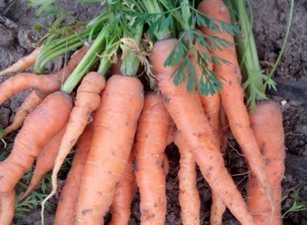 Carrots-bunched