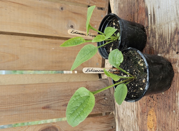 ( Potted x1) Echinacea - Purpurea(Own Grown)