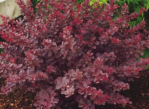 Barberry Royal Burgundy