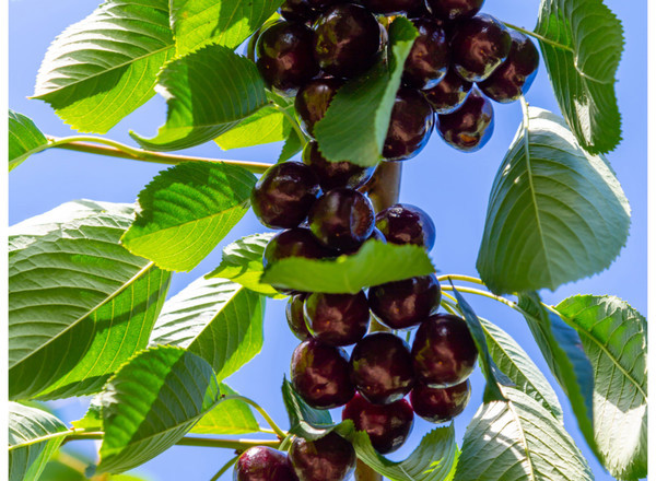 Hedelfingen Sweet Cherry Tree