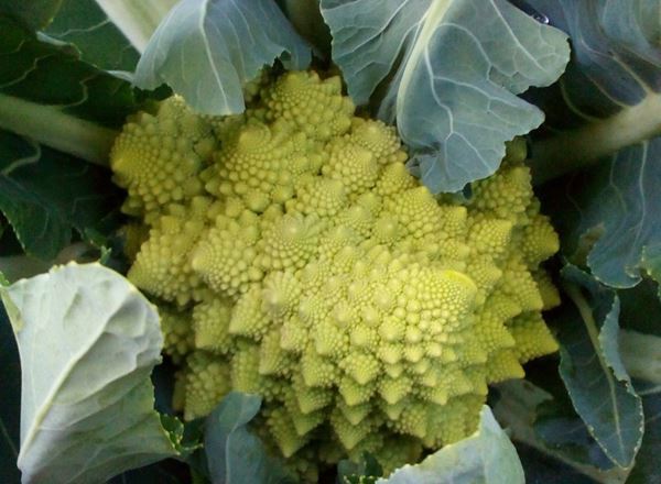 Romanesco